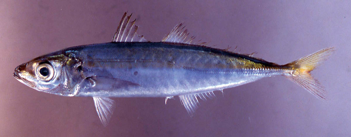 アジ科の魚図鑑 その1 (全3回)～アジと名がつく魚たち～ | つり人